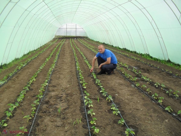 Răsaduri crescute altfel la Zârnești 