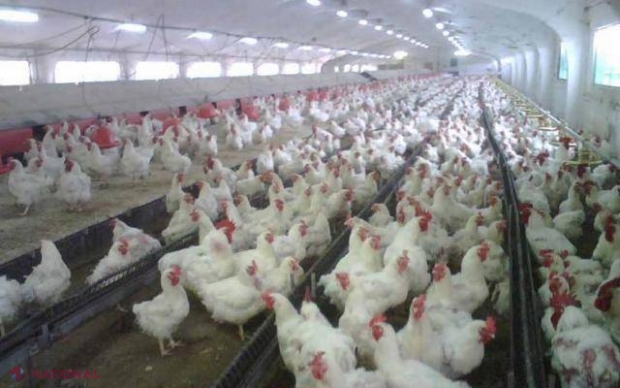 RĂZBOIUL comercial: Rusia trimite 23 tone de carne de pasăre ÎNAPOI în Turcia