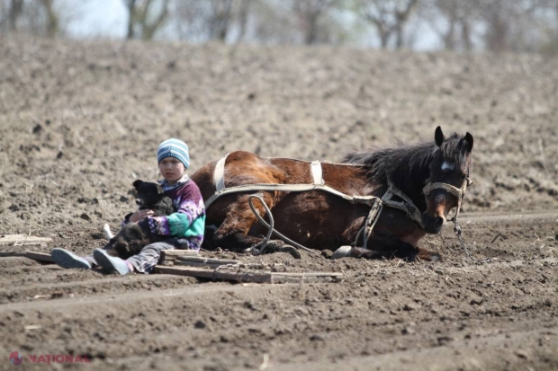 Ministerul Agriculturii promite să protejeze producătorii de carne și lactate din R. Moldova, odată cu deschiderea pieței interne pentru produsele din Ucraina