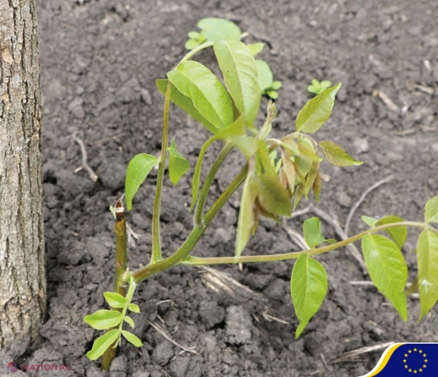 Agricultorul din R. Moldova care deține cea mai MARE plantație de nuci din Europa: 80% din producție, exportată peste hotare