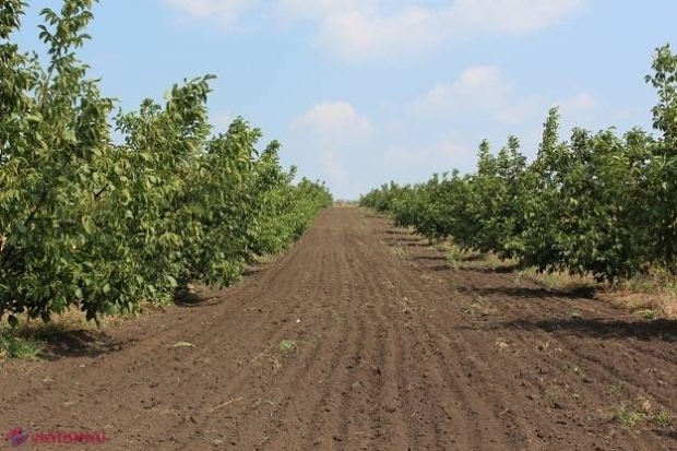 AVANTAJOS // Agricultorii din R. Moldova pot obține finanțare în LEASING, fără gaj