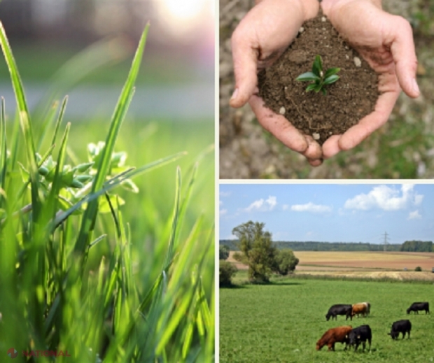 GRANTURI pentru localitățile din R. Moldova în vederea reabilitării învelișurilor de ierburi pe pășuni, terenuri degradate și în jurul bazinelor de apă