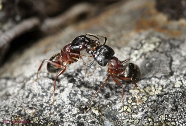 Furnicile pot detecta un cutremur cu 24 de ore înainte să se producă. Cum se schimbă comportamentul acestora