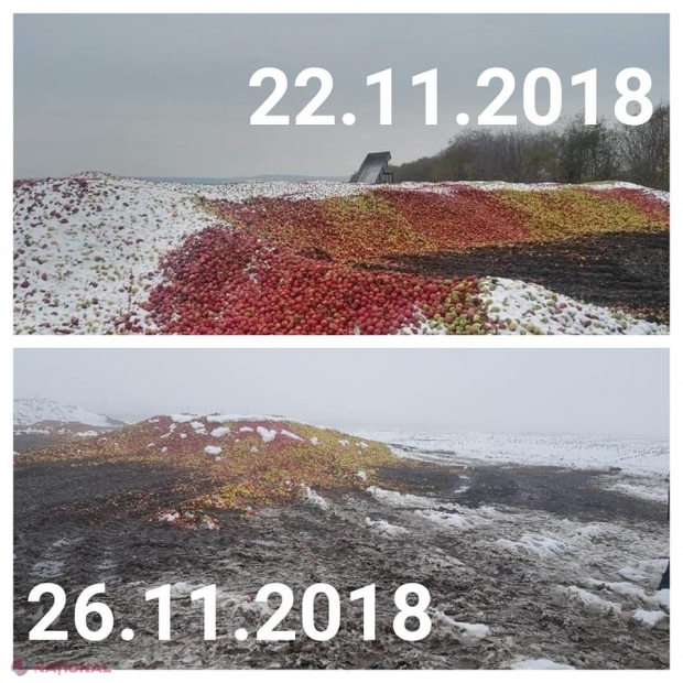 GALERIE FOTO // Ministrul Agriculturii, la grămada de mere de la Floreni: 70% din recoltă a fost afectată de viermele mărului