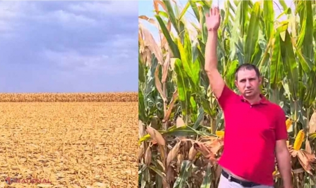 VIDEO // De la cer, la pământ. Producțiile la hectar, la porumbul irigat și neirigat