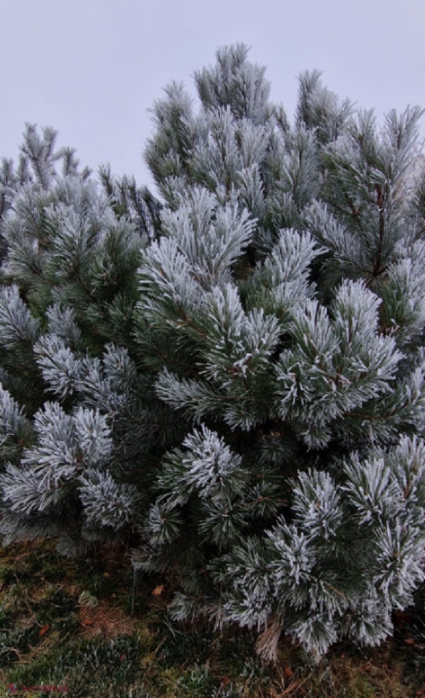 METEO // Luna decembrie, între minus 30,2 și plus 18,9 grade Celsius pe teritoriul R. Moldova: Ninsori puternice o dată în șapte ani