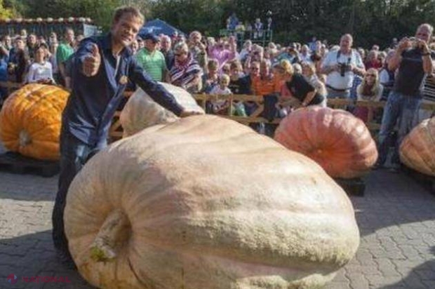 Vezi cât CÂNTĂREȘTE cel mai mare bostan din R. Moldova