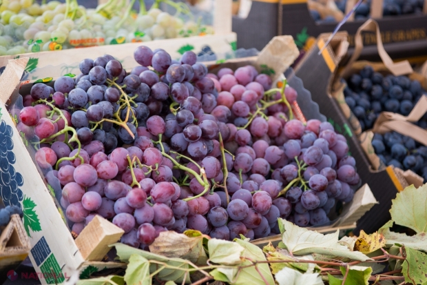 R. Moldova exportă mai mulți struguri în acest an: Cele mai mari prețuri ni le-a oferit piața UE, iar cea mai mare cantitate de poamă a ajuns în România!