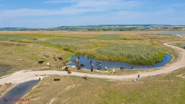 PROIECT // 900 000 de dolari pentru revitalizarea ecosistemului râului Prut