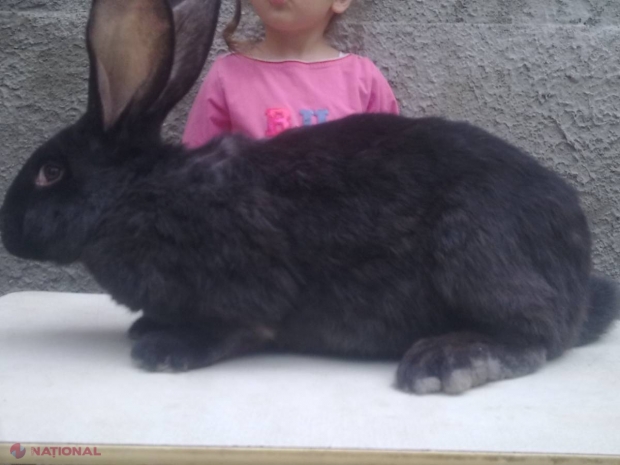 Iepuri giganți în Chișinău