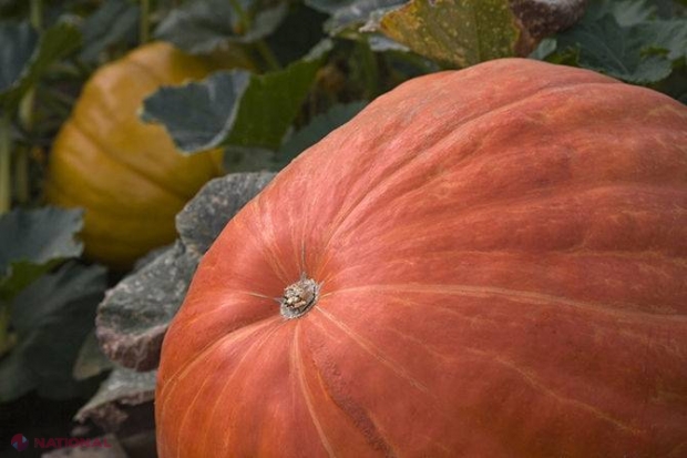 FOTO // Fermierul originar din R. Moldova care cultivă LEGUME-GIGANT! „Pepenele verde ajuge la 20 kg”