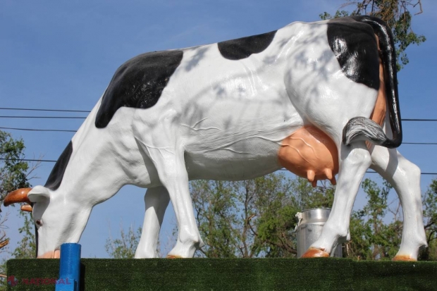 RECORD // O vacă din R. Moldova a dat într-o SINGURĂ zi 54 de litri de lapte