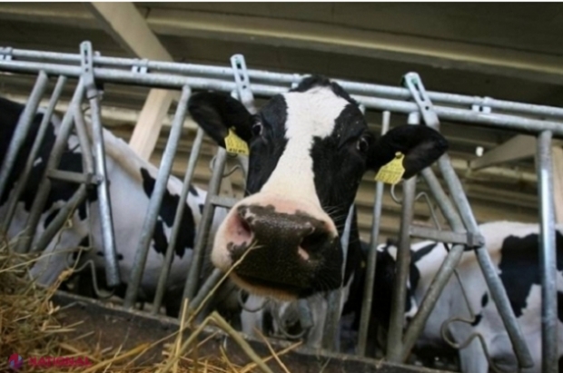 Banca Mondială oferă GRANTURI de câte un milion de dolari pentru fermele de vaci din R. Moldova