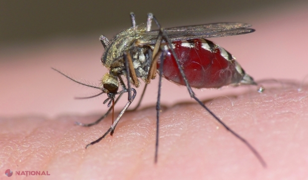Cazul de boală, provocat de virusul West Nile, CONFIRMAT la un bărbat de 70 de ani din Cahul: Cum se manifestă infecția și cum să ne protejăm de țânțarii care răspândesc virusul