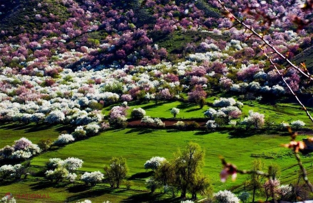GALERIE FOTO // Cea mai frumoasă pădure de caişi din lume