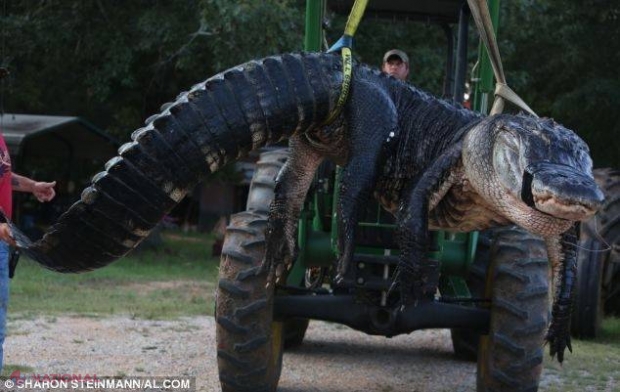 FOTO // A fost PRINS cel mai mare crocodil din lume