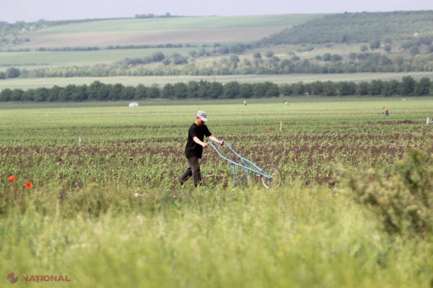 Granturi de până la 350 de mii de dolari pentru agricultori
