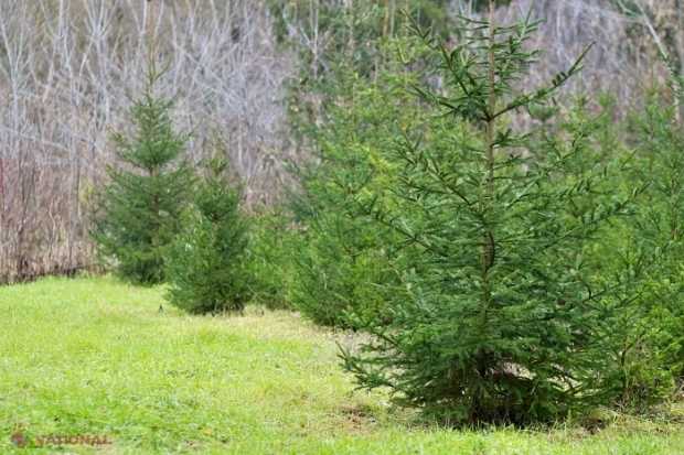 Păduri pe o suprafață de 63,2 hectare, reabilitate cu 200 de milioane de euro de la BEI: Proiectul va genera crearea a peste nouă mii de locuri de muncă permanente sau temporare