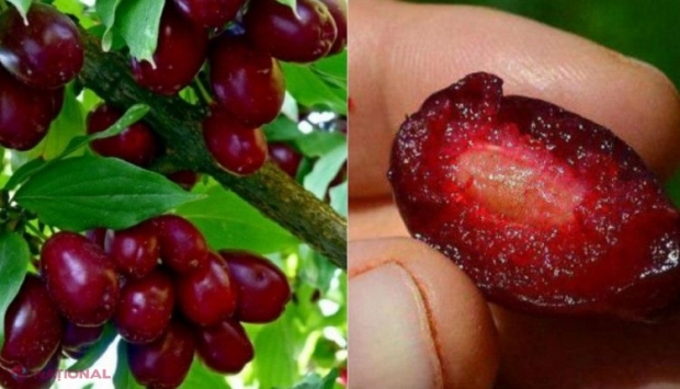 Fructele care au reușit să SALVEZE mulți oameni de cea mai perfidă boală regenerând rapid țesuturile din organism