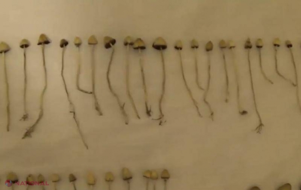 Ciupercile HALUCINOGENE ar putea trata depresia