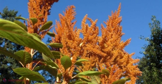 Moldovenii îl dau la PORCI, dar nu știu că ar putea obține PROFITURI FRUMOASE 