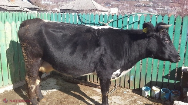 Municipiul Bălți și două localități din raionul Florești, carantină pentru două luni: „A fost demarată vaccinarea de urgență a animalelor”