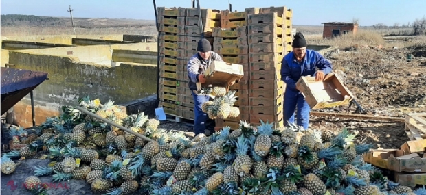 Un lot important de ANANAS, DISTRUS în R. Moldova: Pesticidul din fructe depășea de ȘASE ori limita maximă admisibilă 