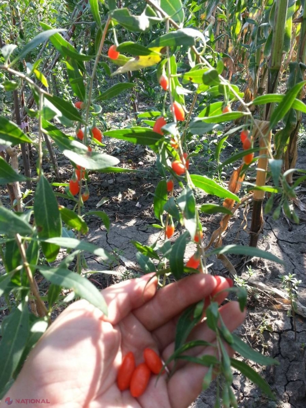 NOU // Fructul tinereții veșnice, la Cimișlia