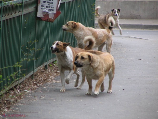 Medicii dau ALARMA! Sute de moldoveni sunt atacați de animale turbate