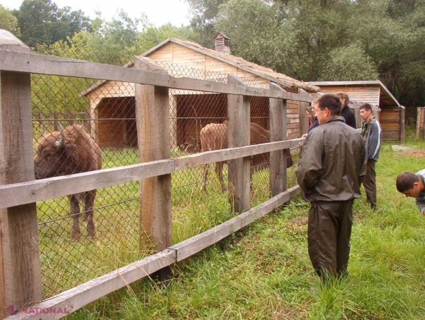Zimbrii lui Voronin, în CARANTINĂ. VEZI care e motivul