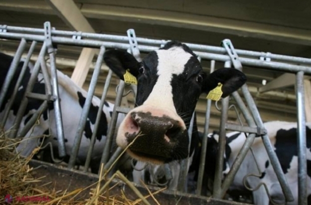 Bani de la stat pentru fiecare ANIMAL: Fermierii, îndemnați să depună dosarele la AIPA