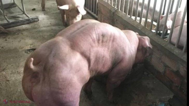 VIDEO // S-a decis să MODIFICE genetic o rasă de porci și a creat niște MONȘTRI. Internauții, revoltați