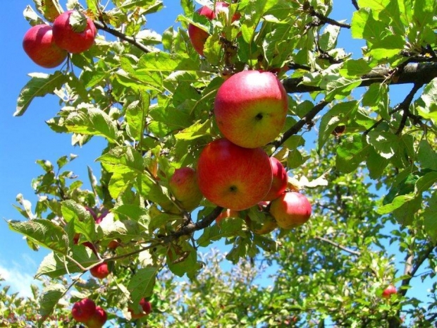 Producătorii de mere vor primi COMPENSAŢII de la Guvern 