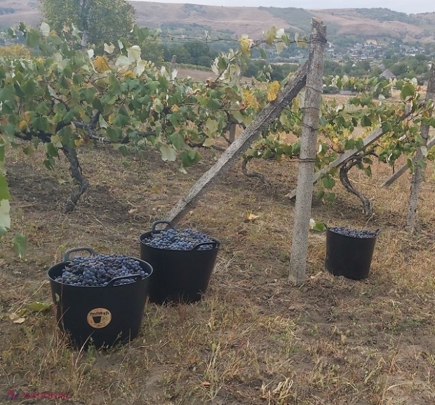 R. Moldova înregistrează cea mai MICĂ recoltă de struguri din ultimii zece ani