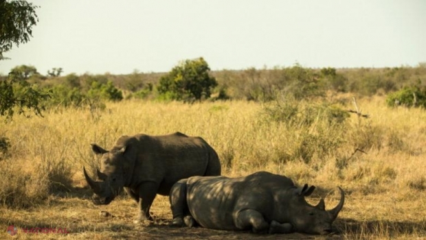 Pământul trece prin a șasea extincție în masă, iar oamenii sunt vinovați. „Criza este atât de gravă încât ceea ce vom face în următorii 10-50 de ani va defini viitorul umanității