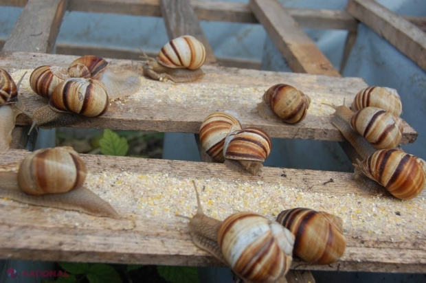 Delicatese FRANCEZE la Orhei 