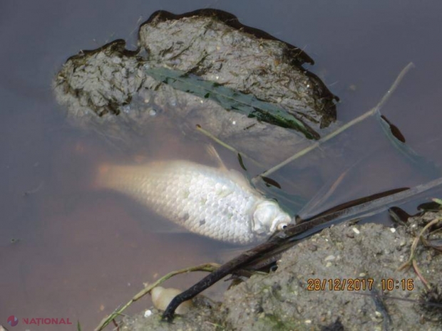 Râu din R. Moldova, OTRĂVIT: Apă roșie și pești morți