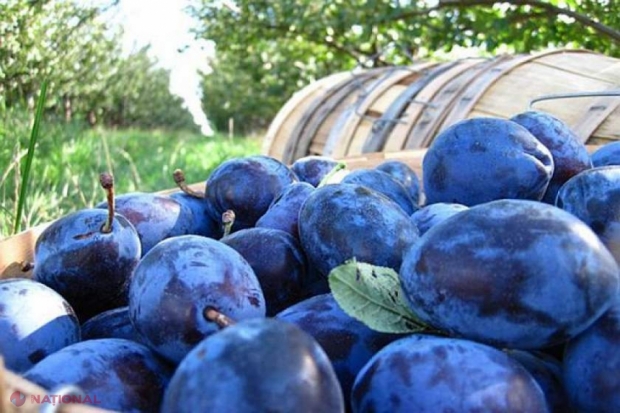 Producătorii și exportatorii de prune și struguri de masă din R. Moldova pot obține granturi pentru implementarea tehnologiilor avansate post-recoltă și pentru promovarea exporturilor pe piața Uniunii Europene