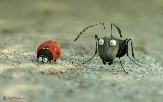 Ce nu ai văzut încă la Chişinău poţi „prinde