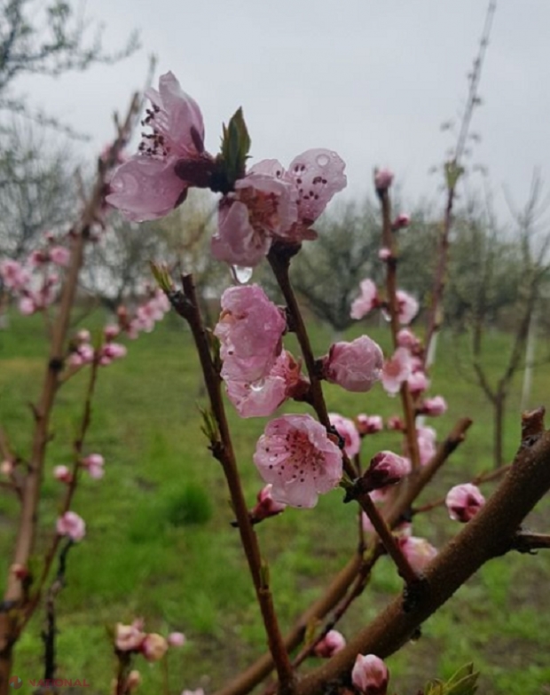 METEO // Cod galben de VÂNT: Ce temperaturi vom avea până la sfârșitul lunii aprilie în R. Moldova