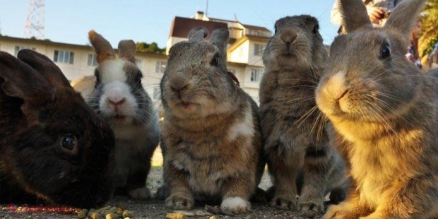 CURIOS // Destinații turistice DOMINATE de animale