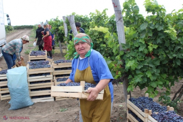 Anunț IMPORTANT pentru agenții economici care iau la muncă ZILIERI: Ce trebuie să facă până la data de 15 a fiecărei luni