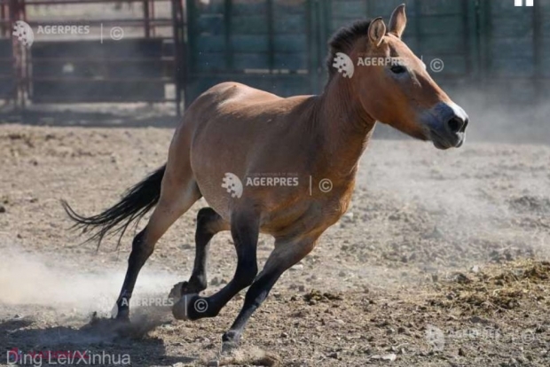 Calul lui Przewalski, reintrodus în stepele din Kazahstan