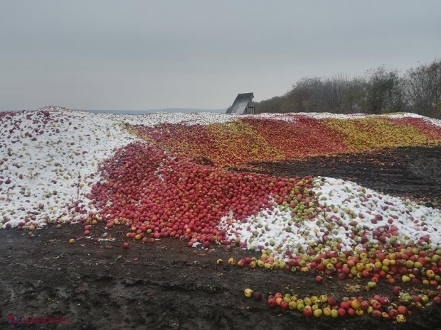 Povestea din spatele fotografiei care a circulat intens pe rețelele de socializare cu GRĂMEZI de mere acoperite cu zăpadă la Floreni: „Din grămadă nu a mai rămas nimic”