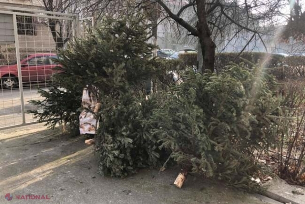 IMPORTANT pentru chișinăuieni! Lăsați brazii care v-au împodobit casele de sărbători lângă platformele de colectare a deșeurilor: Vor fi reciclați de către autorități