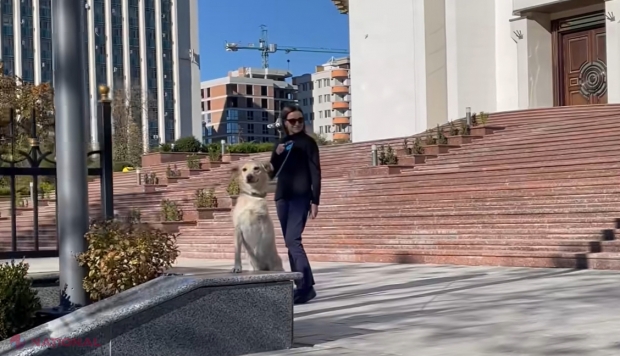 VIDEO // Președinta Maia Sandu, surprinsă în fața Președinției plimbându-l pe Codruț, câinele rămas fără un picior în urma unui accident rutier