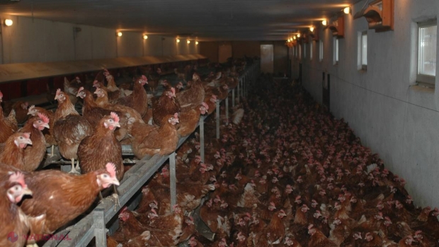 Statul a VÂNDUT două întreprinderi de stat cu aproape 28 de MILIOANE de lei