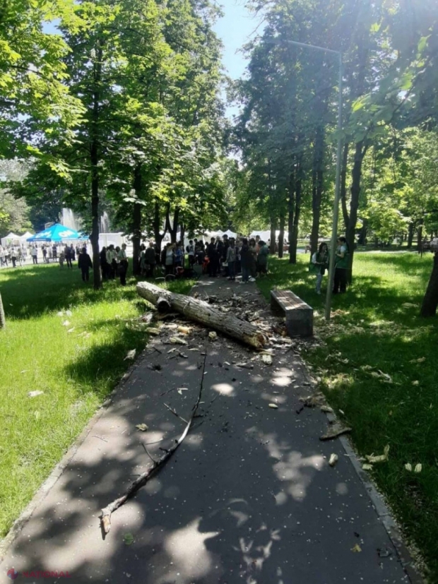 TRAGEDIE // Copil UCIS de un copac căzut în Parcul „Alunelul” din Chișinău. Primarul Ceban dă vina pe Agenția de Mediu, dar este contrazis