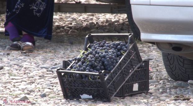 UTIL // Agricultorii își pot vinde strugurii destinați pentru vin în cadrul unui iarmaroc deschis la Chișinău