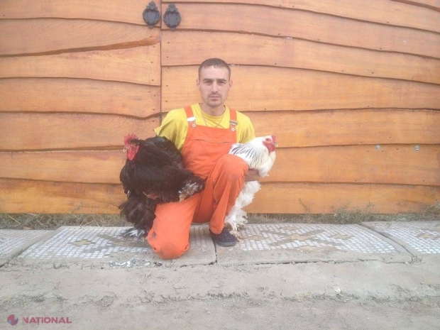 Moțate URIAȘE la Cantemir 